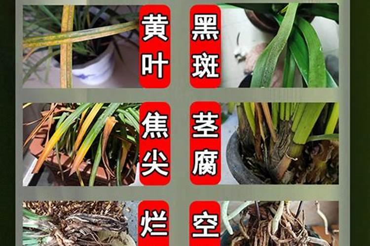 中国复合肥排行榜前十