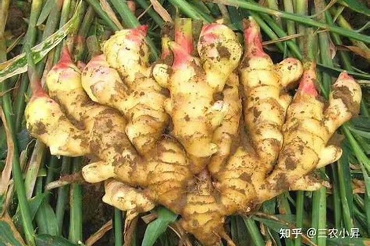 大姜种的时候都用什么肥料