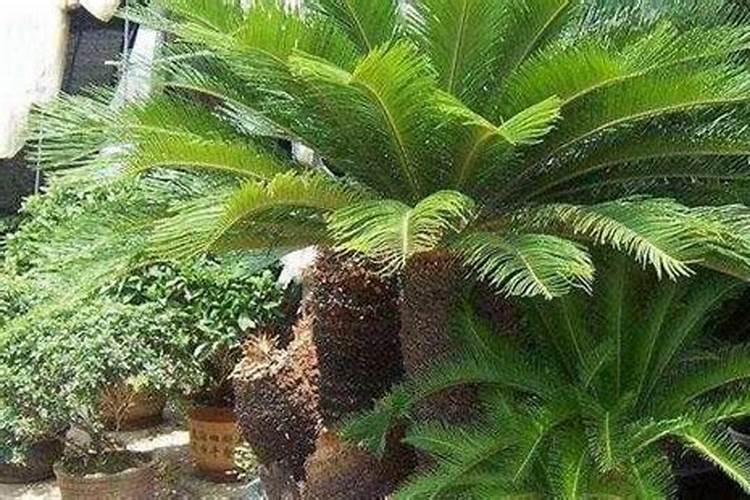 铁树的肥料有哪些