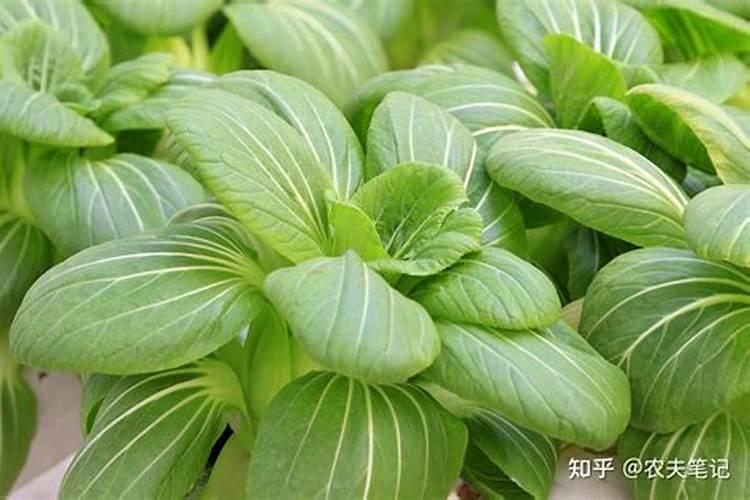 上海青菜用什么肥料好尤其夏天烂挨地的部分怎么治