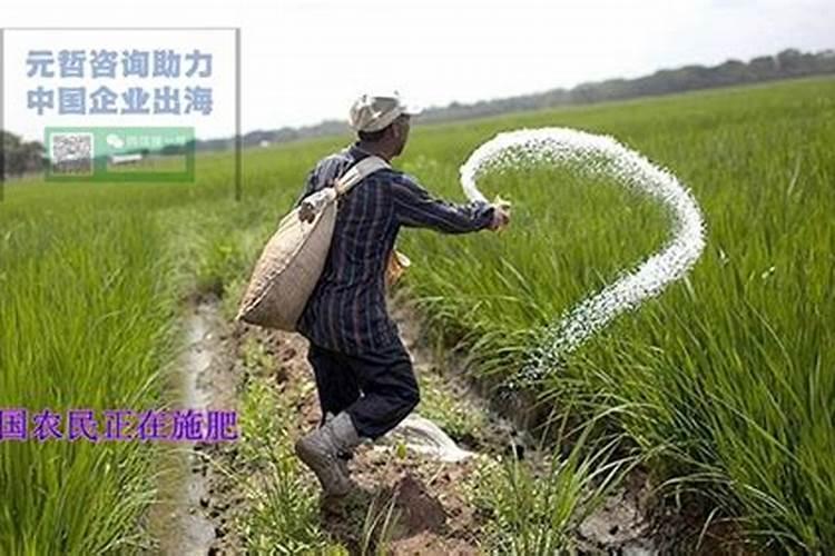 靛蓝粉是纯植物吗