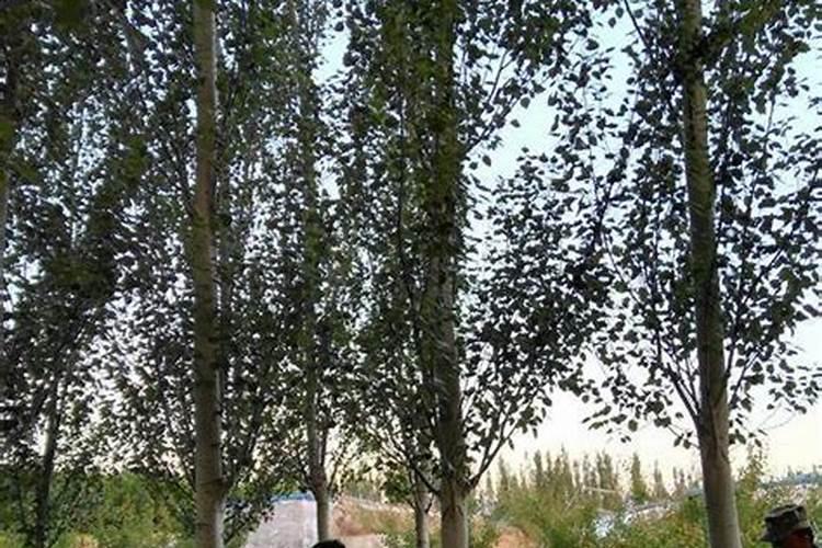 杨树用复合肥还是尿素好？