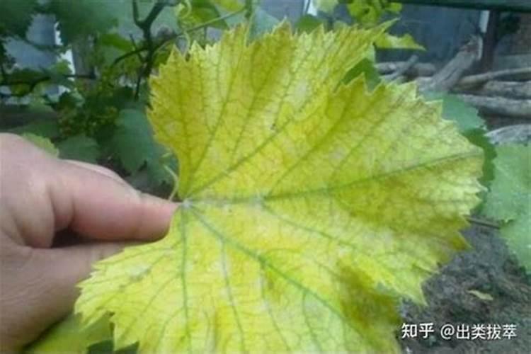 冬青树叶子发黄怎么办用什么肥料