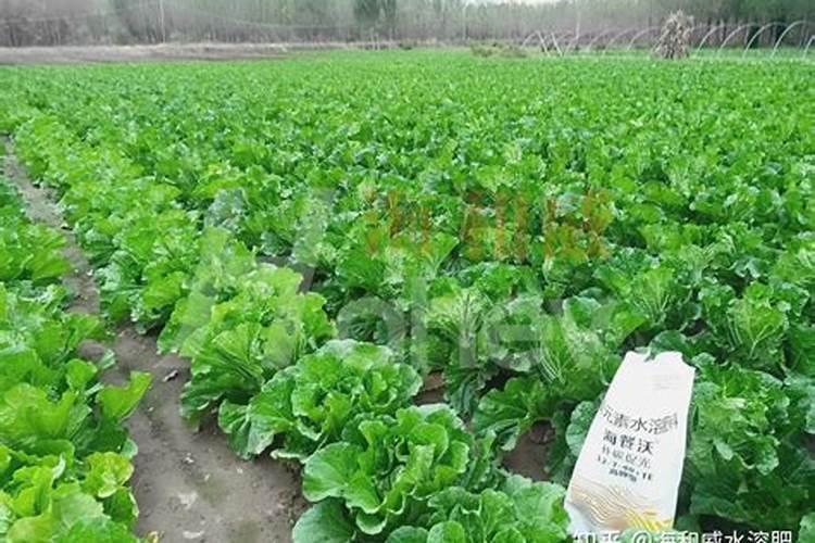 水溶肥灌根正确使用方法