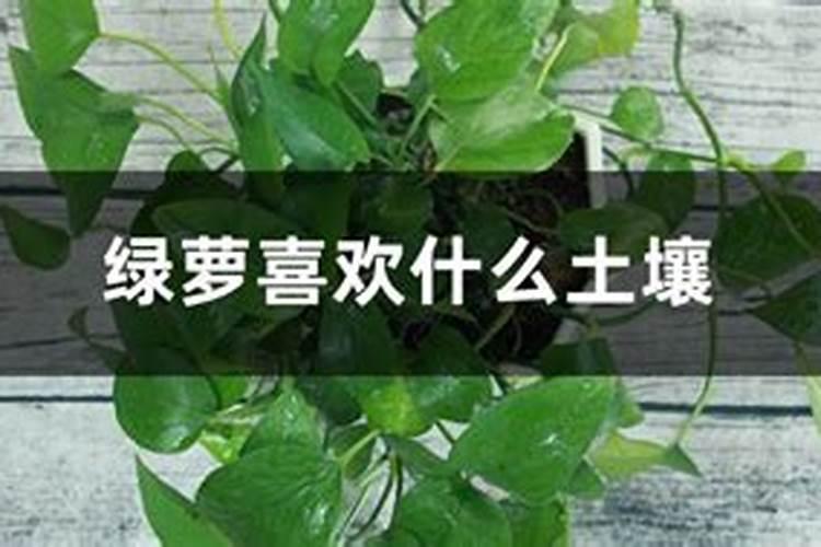 种小麦化肥的作用