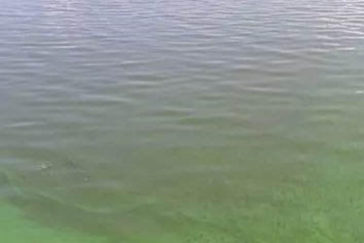 丝瓜和苦瓜种在一起可以吗