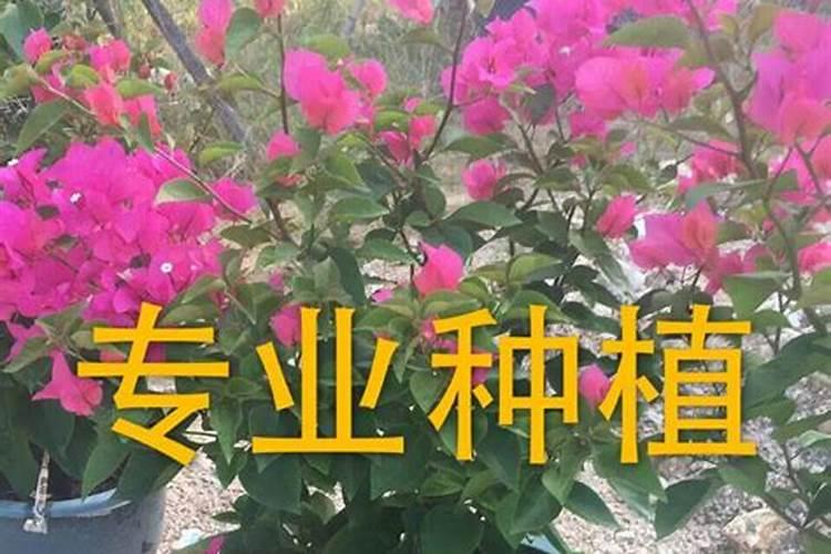 口蘑汤怎么样做