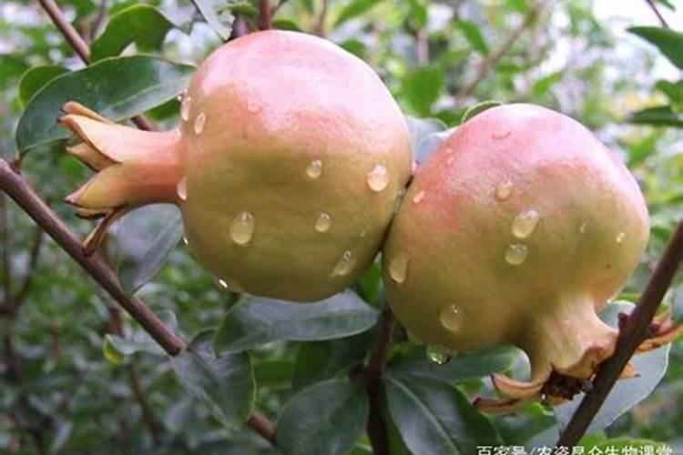 石榴如何保花保果 石榴高产养殖技巧总结