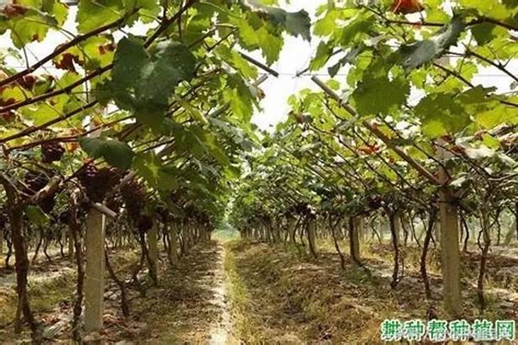 硫酸钙能给葡萄施肥吗