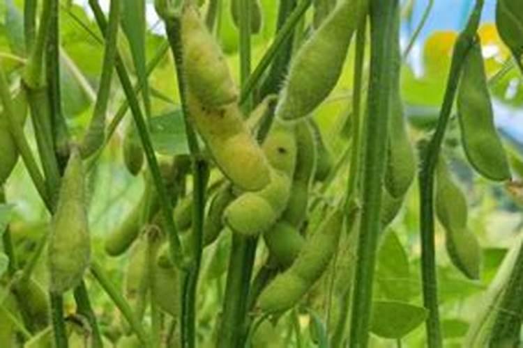种黄豆该怎么种？