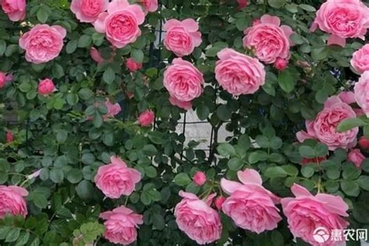 月季开花用什么肥