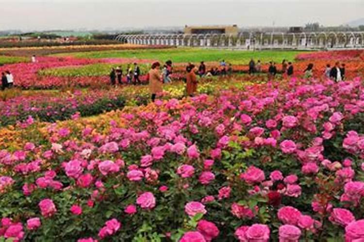 月季开花用什么肥