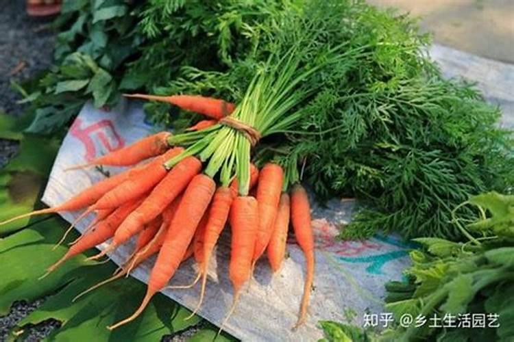 胡萝卜施什么肥最好