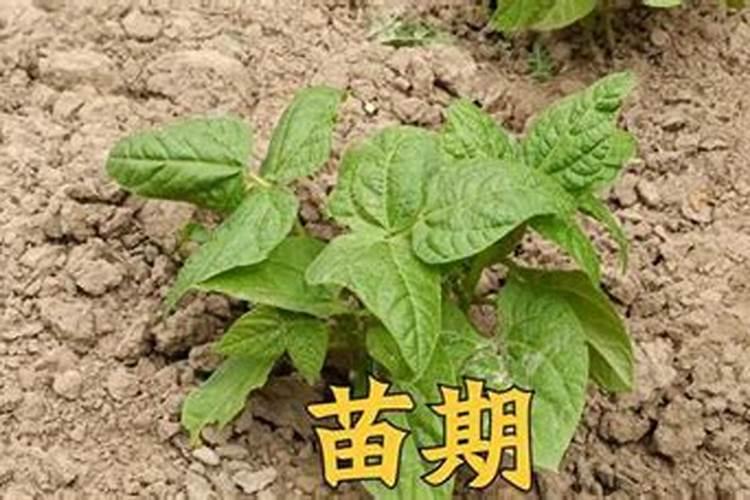 豆角在各个生长期怎样施肥