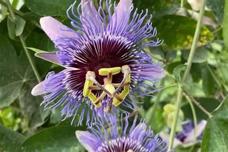 百香果最好的肥料是什么？