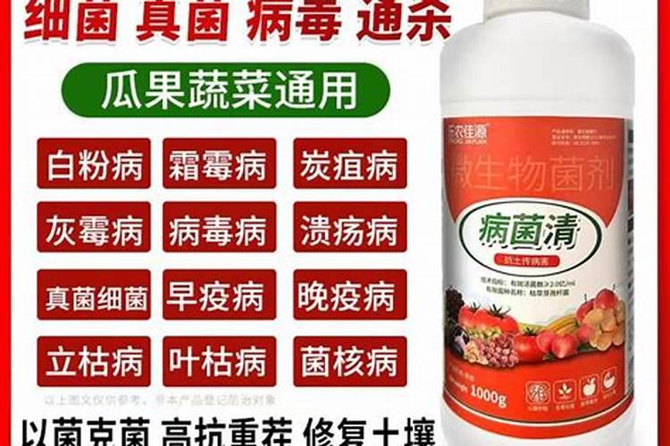 番茄苗我们突然黄叶了