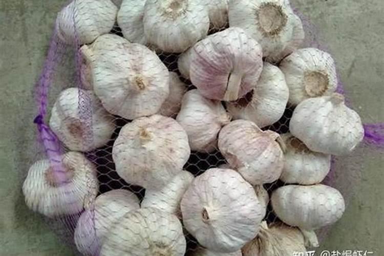 大蒜该如何追肥？