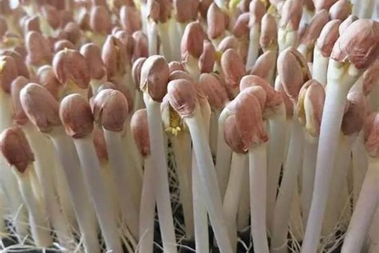 化肥水可以直接浇花吗 化肥水是否可以直接浇花