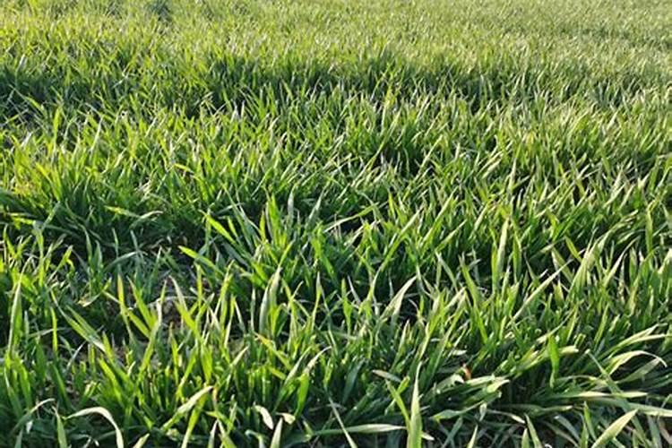 复合肥正确使用方法是什么