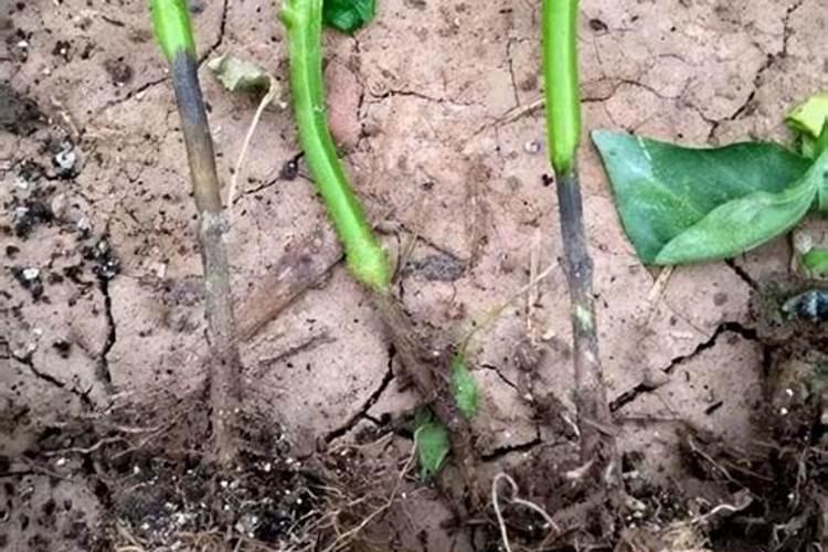 大棚里的辣椒被化肥烧根了 怎么补救？