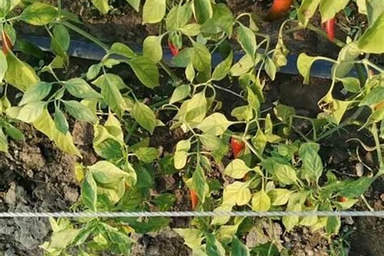 辣椒烧根防治方法