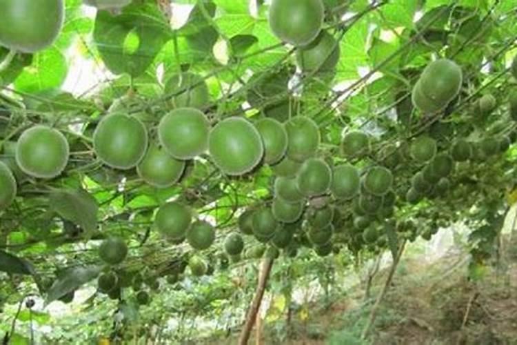 罗汉果种植技术与要点