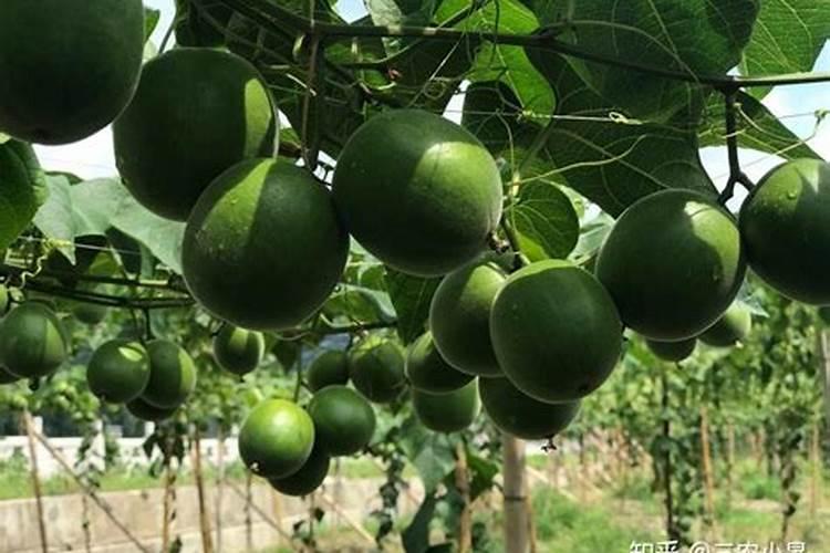 罗汉果怎么种植