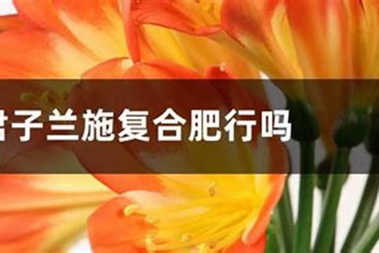 君子兰施复合肥行吗,施复合肥一次放多少