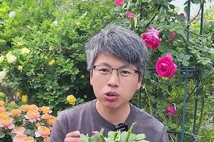 水溶肥的前十名