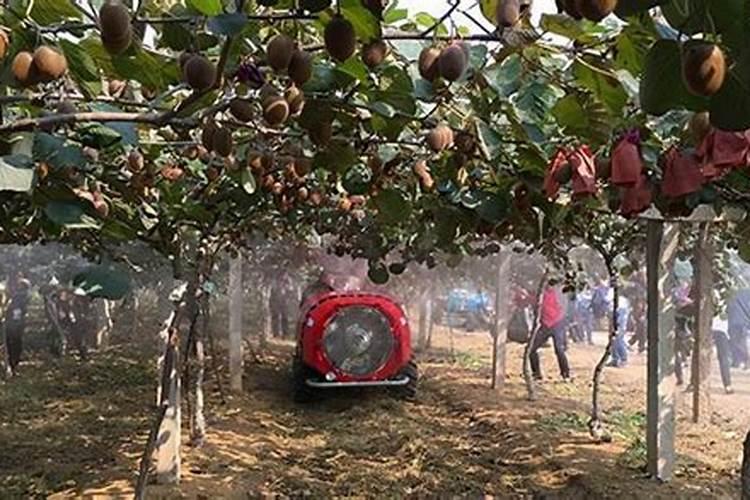 玉米用什么叶面肥好