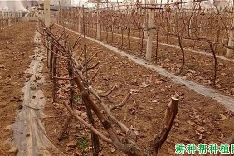 葡萄采摘后什么时候施肥最好