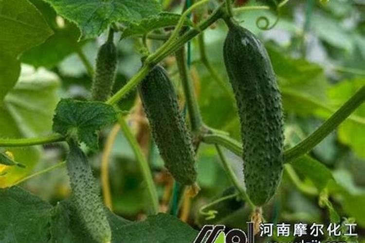 大棚黄瓜在什么时候叶面喷肥？