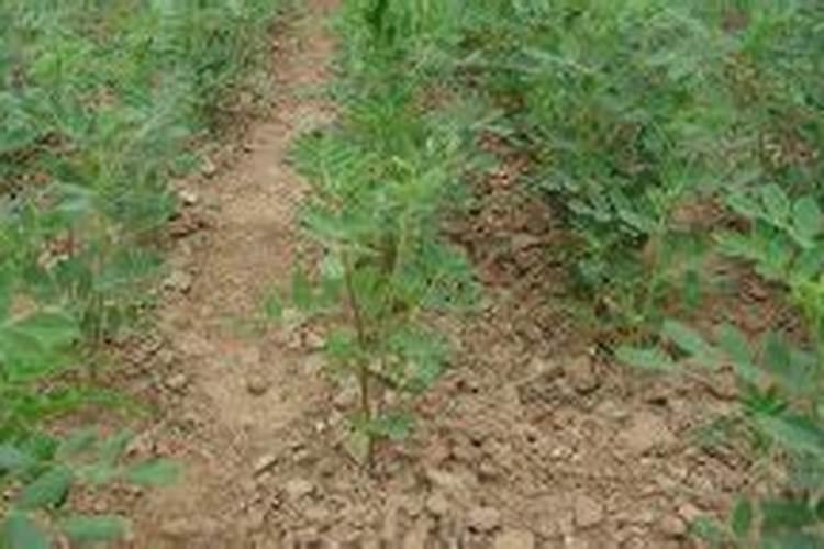 种植黄芪花荚期怎么施肥果大产量高？黄芪高产施肥管理建议