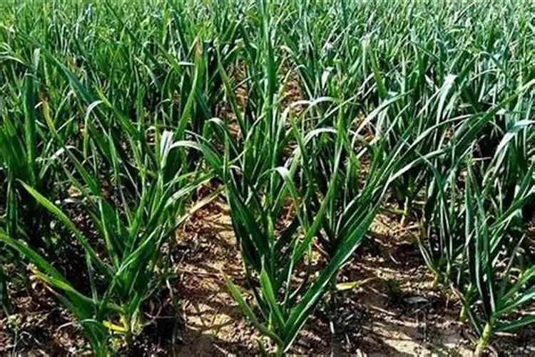 硅肥一亩地用多少,硅肥的十大作用