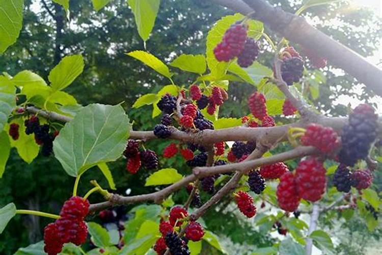 要想种桑养蚕的经济效益好,需对桑树多施( )A.钾肥B.磷肥C.氮肥D.硫...