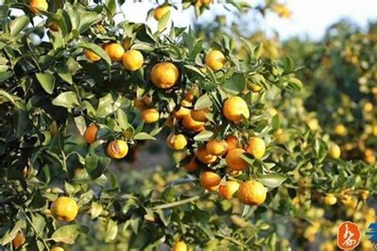 沙糖桔施肥方法及注意事项