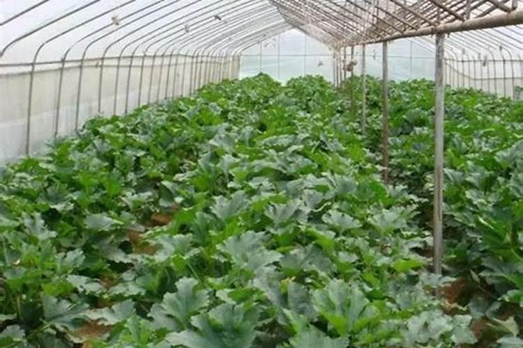 西胡芦施什么肥料最好