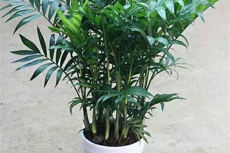 袖珍椰子施什么肥