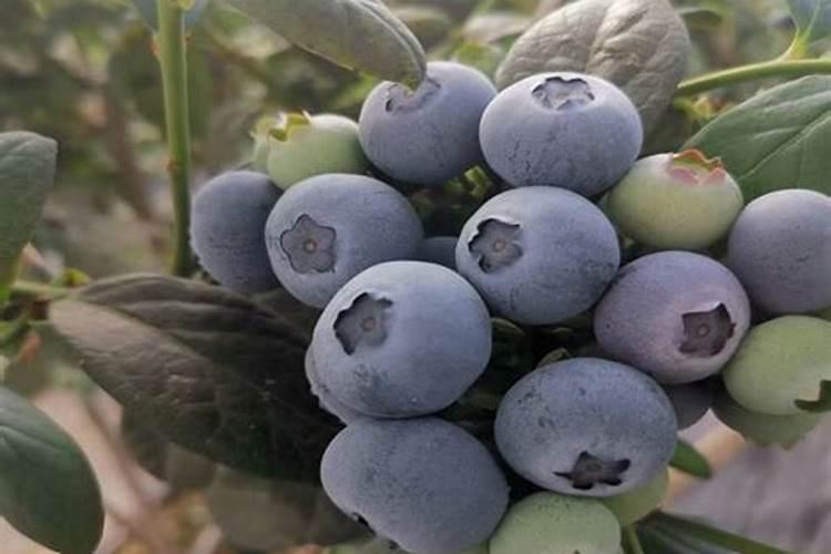 幼果树苗一年施几次肥