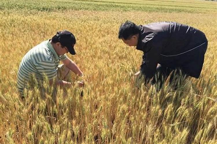 小麦追肥最佳配方