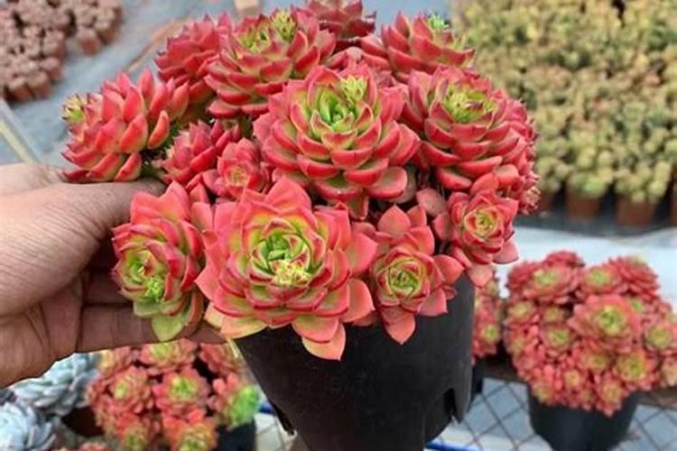 多肉蒂亚怎么养护 养殖多肉蒂亚的方法