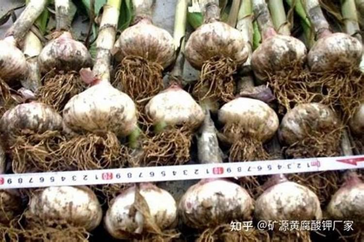 满天星浇什么肥料合适