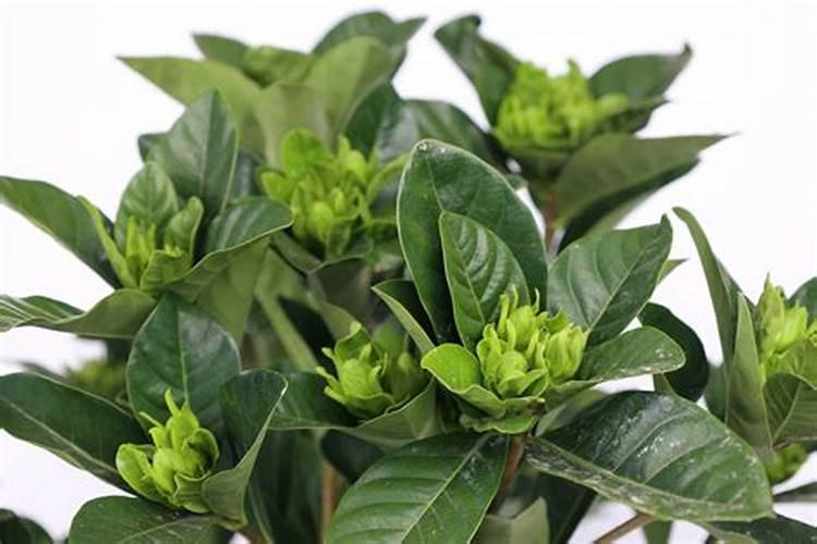 栀子花打苞能施肥吗