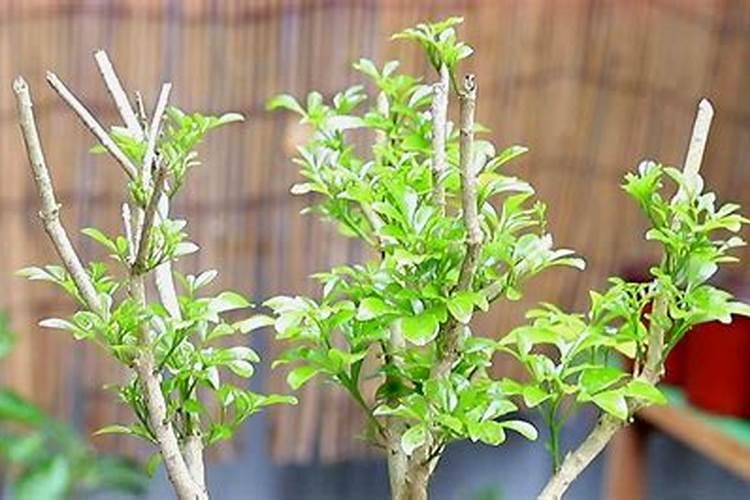 栀子花打苞能施肥吗