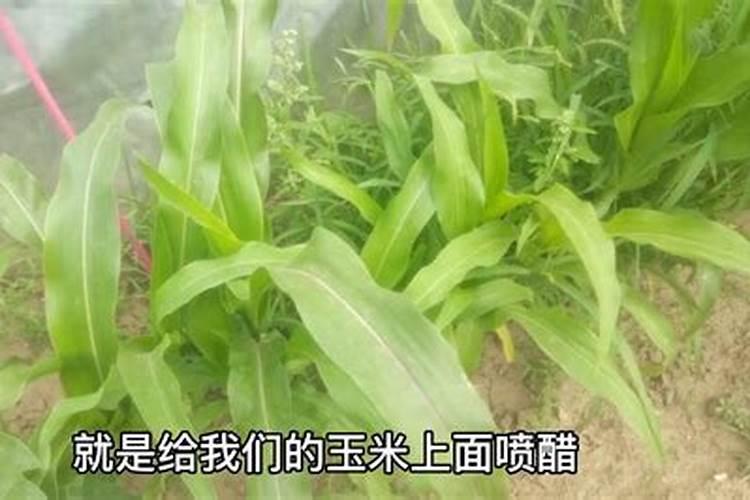 晚上喝白醋加水有什么好处？