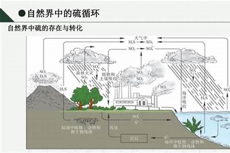 樱桃树仆么时问上化肥