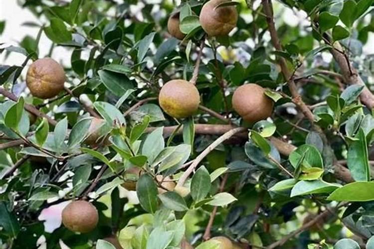 海南山柚的种植技术