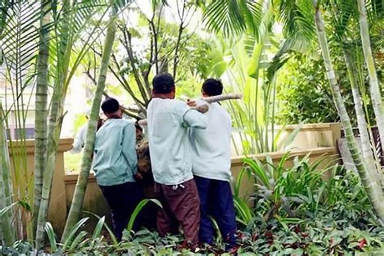 槟榔施什么肥最好