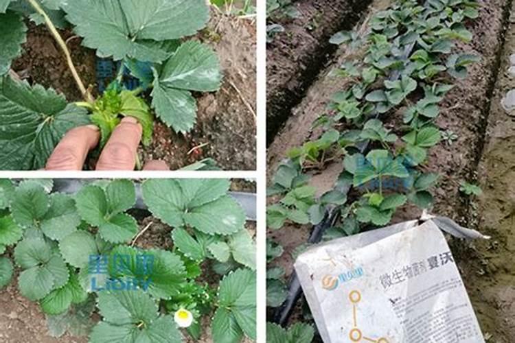 硅肥对草莓喷好还是灌根好