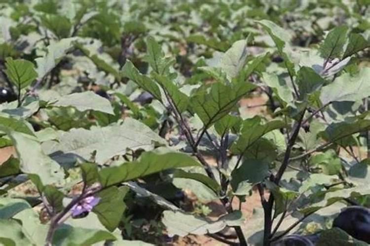 用农村山松做盆景,怎样采桩？